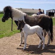 Islænder Skjóna fra Skovslund