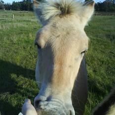 Fjordhest Freja (SOLGT)