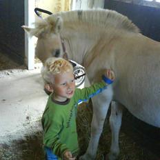 Fjordhest Freja (SOLGT)