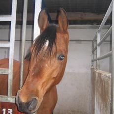 Arabisk fuldblod (OX) Ipaya solgt