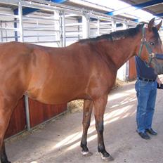 Arabisk fuldblod (OX) Ipaya solgt