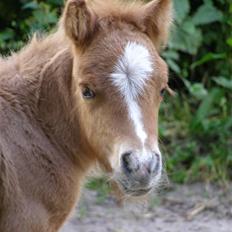 Shetlænder Thorshøjs Svafner 