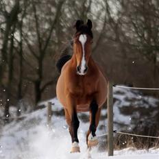 Anden særlig race Caunt Sunshine... Mit et og alt <3