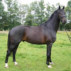 Hollandsk Varmblod Zoran