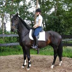 Hollandsk Varmblod Zoran