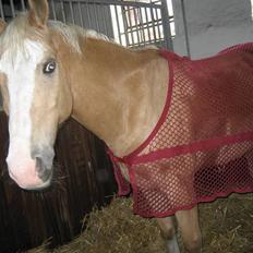 Palomino Fortunens Logo 