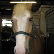 Palomino Fortunens Logo 