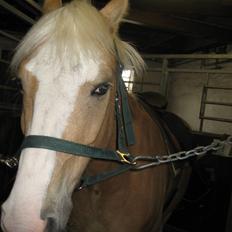 Palomino Fortunens Logo 