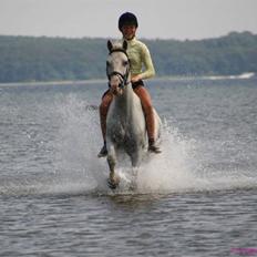 Anden særlig race Flamme Le' Grande solgt