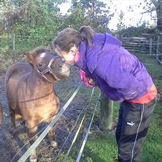 Shetlænder Kærbygaards Nuggi *Trunte