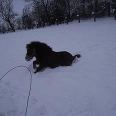 Shetlænder Kærbygaards Nuggi *Trunte
