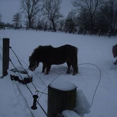 Shetlænder Kærbygaards Nuggi *Trunte