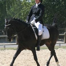 New Forest elmholts dream dancer  
