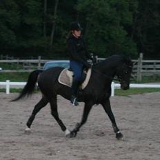 New Forest elmholts dream dancer  