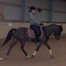 New Forest elmholts dream dancer  