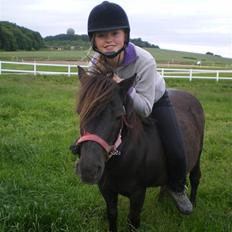 Shetlænder Mai Af Nordals