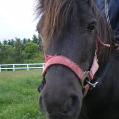 Shetlænder Mai Af Nordals