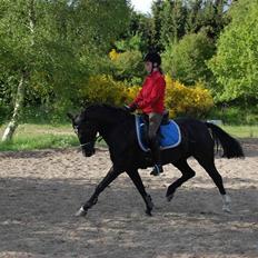 Hollandsk Sportspony Timmy Boy 'Solgt'