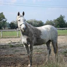 Pinto Bianca - Aflivet :'(