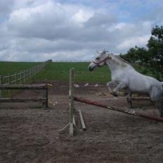 Pinto Bianca - Aflivet :'(