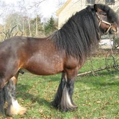 Irish Cob Duke SOLGT