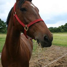 Dansk Varmblod Fru larsen<3