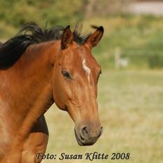 Dansk Varmblod Caluna