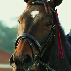 Dansk Varmblod Fair-Fight