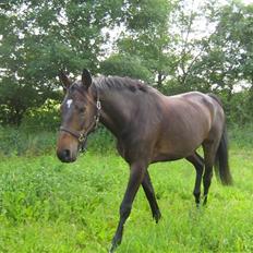 Dansk Varmblod Fair-Fight