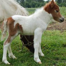 Miniature Egehøj`s Casino Z 