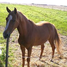 Welsh Pony af Cob-type (sec C) Maceverty ¤Tossen¤