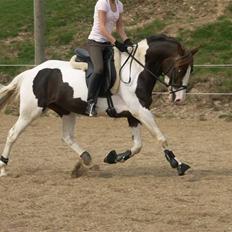 Pinto Cassiopeia Sunrise'solgt'