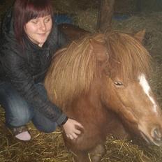 Shetlænder Tarzan - aflivet