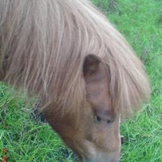 Shetlænder Tarzan - aflivet