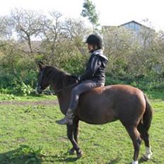 Anden særlig race Tara 