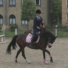 Anden særlig race Sally (solgt)