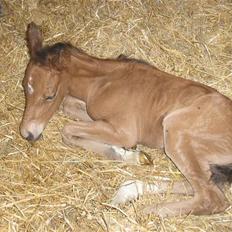 Anden særlig race Sperlings Amber
