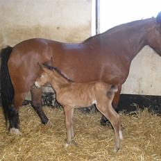 Anden særlig race Sperlings Amber