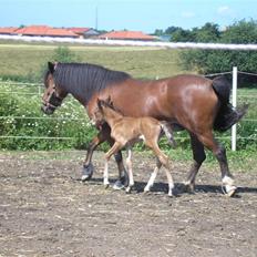 Anden særlig race Sperlings Amber