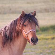 Anden særlig race Mia Bella
