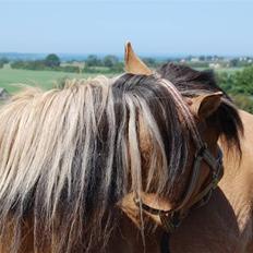 Anden særlig race Mia Bella