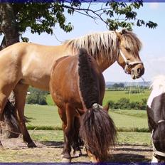 Anden særlig race Mia Bella