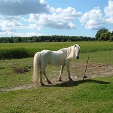 Welsh Mountain (sec A) Lady