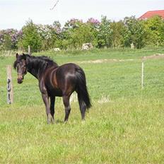 Holstener Ravel (flyttet)