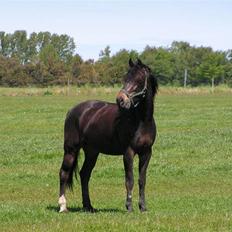 Holstener Ravel (flyttet)