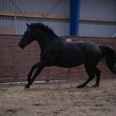 Knabstrupper Majco' Thunder Coffee