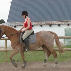 Anden særlig race Obersten(pensioneret)