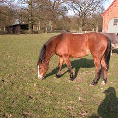 Anden særlig race Romeo (R.I.P.)