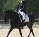 New Forest elmholts dream dancer  