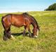 Irish Cob Luca 